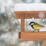 Vogelfutterhaus im privaten Garten